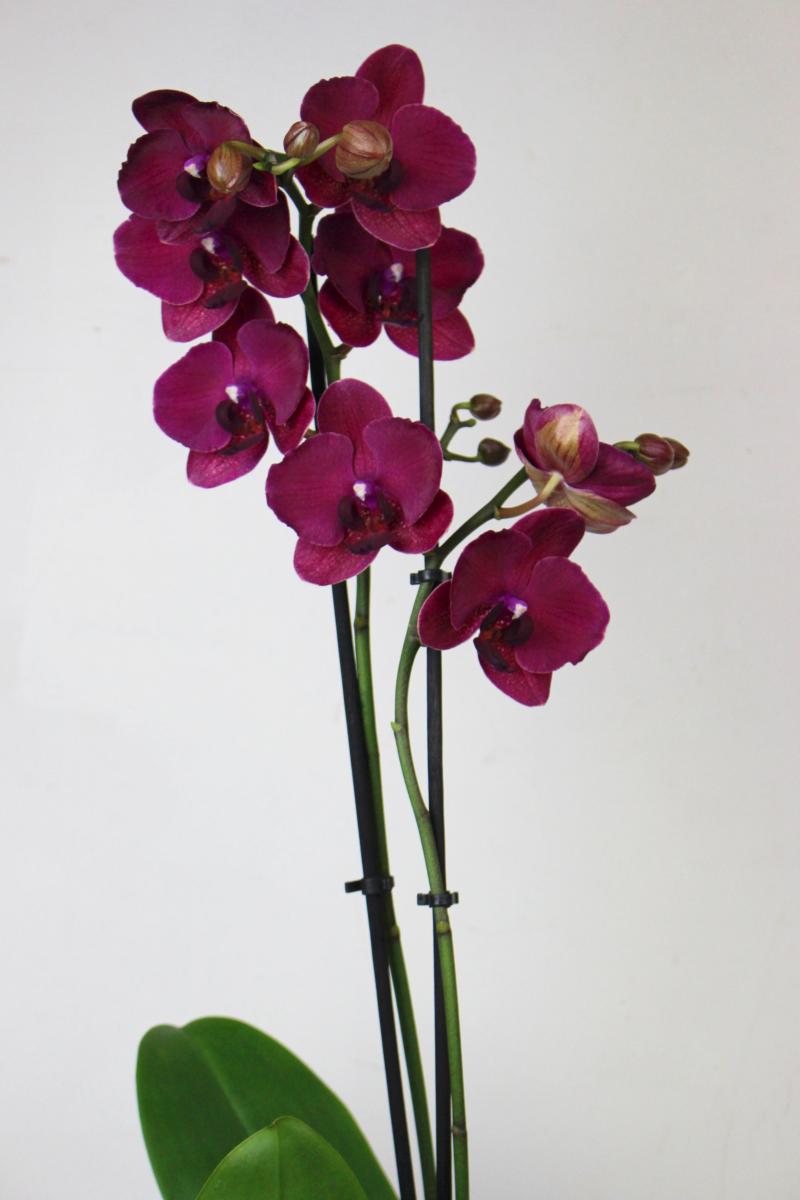 Offrir Orchidées Phalaenopsis Lysandre - La Fontaine Fleurie