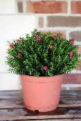PLANTE D'EXTÉRIEUR - Myrte