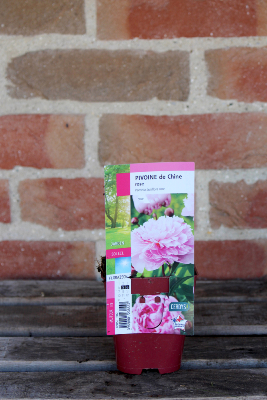 PLANTE VIVACE - Pivoine
