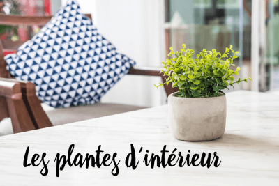 Nos plantes d'intérieur