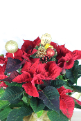 PLANTE D’INTÉRIEUR - Poinsettia, étoile de Noël