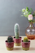 PLANTE GRASSE - Trio de mini-cactus