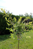Saule crevette (Salix Integra Hakuro-Nishiki)