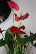 PLANTE D’INTÉRIEUR - Anthurium