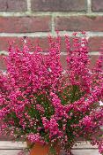 PLANTE D'EXTÉRIEUR - Bruyère "Erica Gracilis"