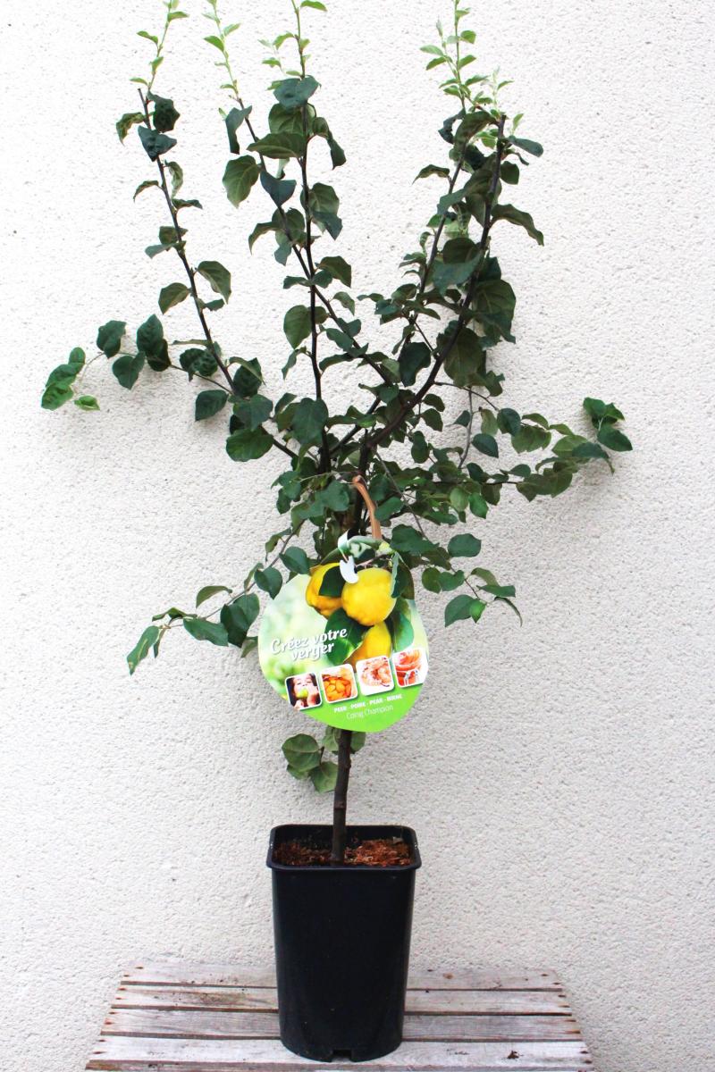15 Graines De Cognassier - Arbre Fruitier à Coings, Rustique Et Reproductible