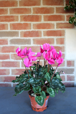 PLANTE D'EXTÉRIEUR - Cyclamen