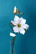FLEUR ÉTERNELLE - Magnolia