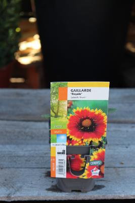 PLANTE VIVACE - Gaillarde