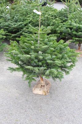 SAPIN DE NOEL NORDMANN