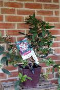 PLANTE D'EXTERIEUR - Laurier-Tin Gwenllian