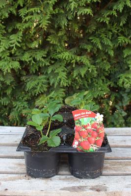 FRUIT À PLANTER - Fraisier remontant 'Mara des bois'