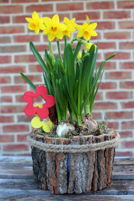 PLANTE D'EXTÉRIEUR - Panier de Narcisses