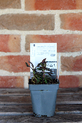 PLANTE VIVACE - Phlox