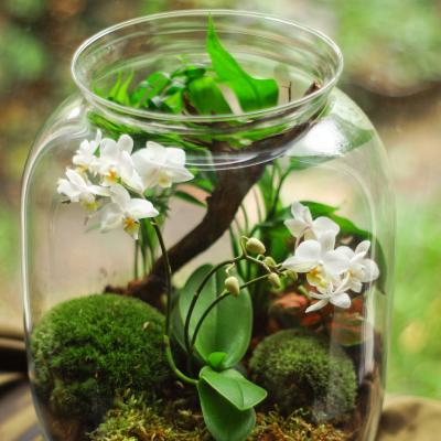 Nos compositions d'orchidées
