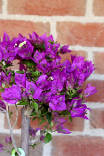 PLANTE D'EXTÉRIEUR - Bougainvillier