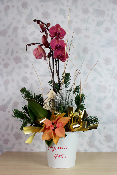 NOËL - Composition d'orchidées et petit sapin