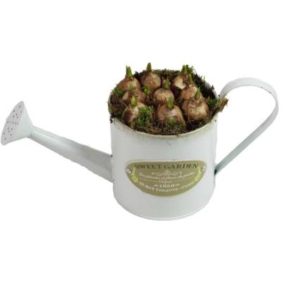 COUPE DE NARCISSES DE SAISON ARROSOIR