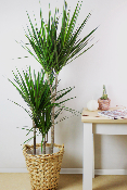 PLANTE D’INTÉRIEUR - Dracaena