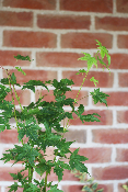 Erable du Japon - Acer Palmatum 'Going Green'