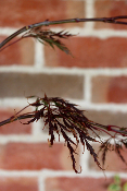 Erable du Japon - Acer Palmatum 'Dissectum Garnet'