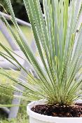 YUCCA - Yucca rostrata