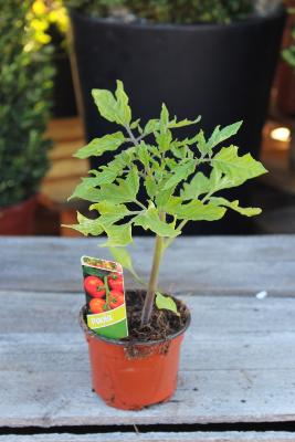 LÉGUME À PLANTER - Tomate Paola