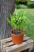 Muguet - Le pot de 15 griffes