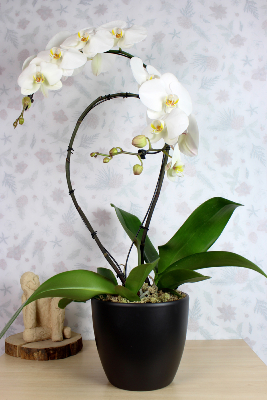 ORCHIDÉE - Phalaenopsis Français