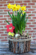 PLANTE D'EXTÉRIEUR - Panier de Narcisses