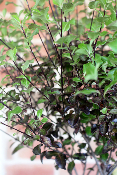 PLANTE D'EXTERIEUR - Pittosporum Dark Diva