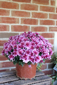 PLANTE D'EXTÉRIEUR - Pomponette en pot Ø 17cm