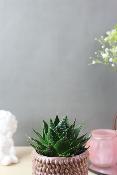PLANTE GRASSE - Petite succulente à l'unité