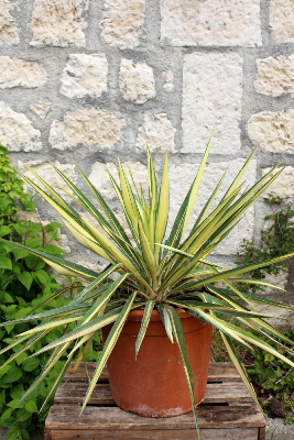 PLANTE D'EXTÉRIEUR - Yucca Filamentosa