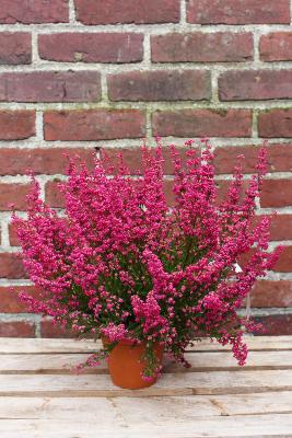 PLANTE D'EXTÉRIEUR - Bruyère "Erica Gracilis"