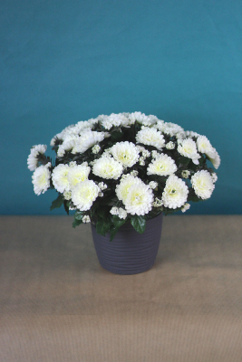 Fleurs artificielles pour cimetière - Coupe de chrysanthème 