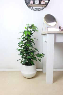 PLANTE D’INTÉRIEUR - Ficus