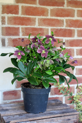 PLANTE D'EXTÉRIEUR - Hellébore Violette (Rose de Noël)