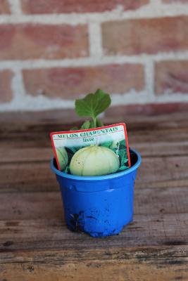 FRUIT À PLANTER - Melon