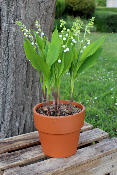 Muguet - Le pot de 7 griffes