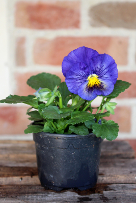 PLANTE D'EXTÉRIEUR - Pensée en pot