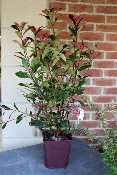 PLANTE D'EXTERIEUR - Photinia carré rouge
