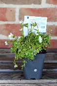 PLANTE VIVACE - Saxifrage mousse