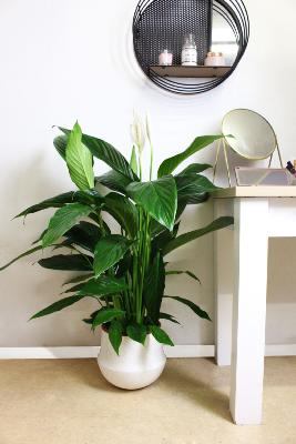 PLANTE D’INTÉRIEUR - Spathiphyllum