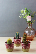 PLANTE GRASSE - Trio de mini-cactus