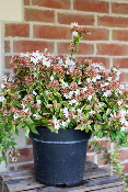 PLANTE D'EXTÉRIEUR - Abelia