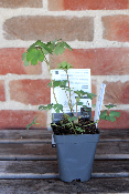 PLANTE VIVACE - Ancolie