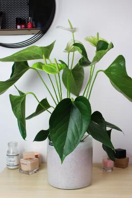 PLANTE D’INTÉRIEUR - Anthurium