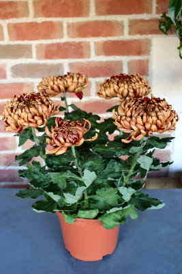 PLANTE D'EXTÉRIEUR - Chrysanthème 4-5 têtes