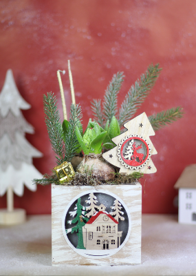 NOËL - Carré de Jacinthes 